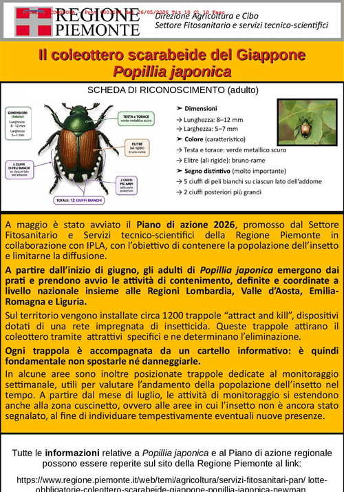 Popillia japonica: informazioni per i comuni ricadenti in zona infestata