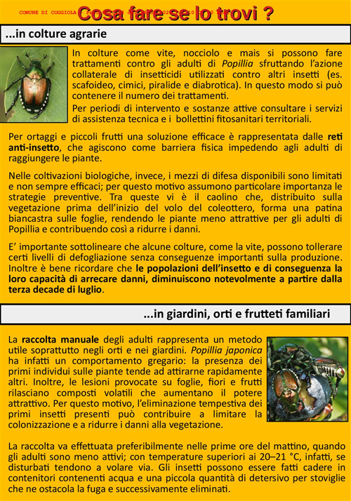 Popillia japonica: informazioni per i comuni ricadenti in zona infestata