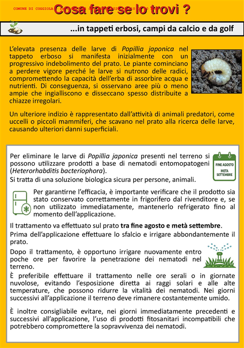 Popillia japonica: informazioni per i comuni ricadenti in zona infestata